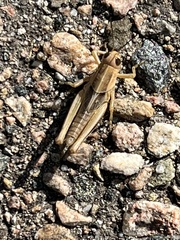 Melanoplus bivittatus