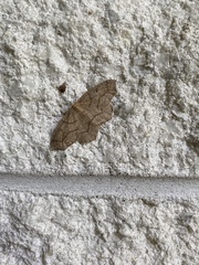 Lambdina fiscellaria