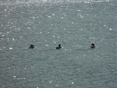 Somateria mollissima