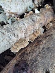 Trametes ochracea