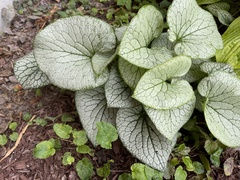 Brunnera