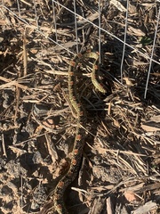 Rhinocheilus lecontei