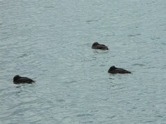 Somateria mollissima