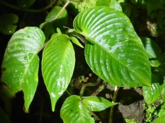 Rhynchoglossum obliquum