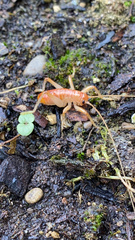 Camptonotus carolinensis