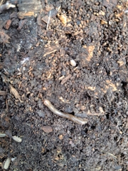 Cylindroiulus caeruleocinctus