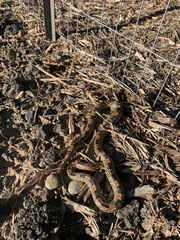 Rhinocheilus lecontei