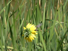 Helianthus annuus