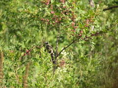 Coccyzus melacoryphus