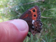 Erebia ligea