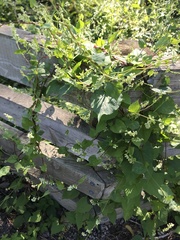 Fallopia convolvulus