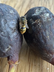 Vespula germanica