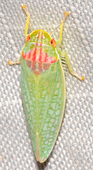 Gyponana octolineata