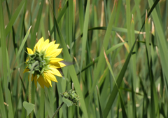 Helianthus annuus