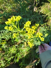 Solidago rigida