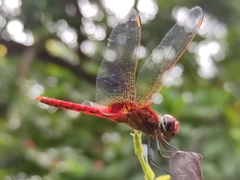 Urothemis signata
