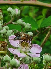 Eristalis pertinax
