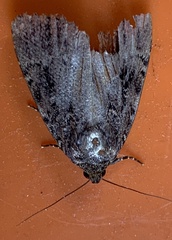 Amphipyra pyramidea
