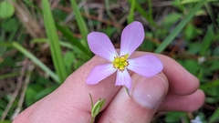 Sabatia campanulata