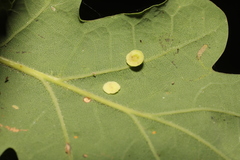 Neuroterus albipes
