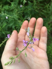 Desmodium paniculatum