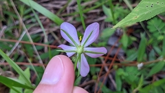 Sabatia campanulata