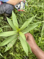 Hygrophila lacustris