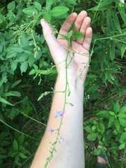 Desmodium paniculatum