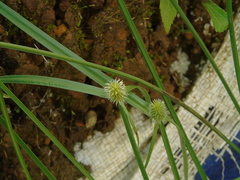 Cyperus mindorensis