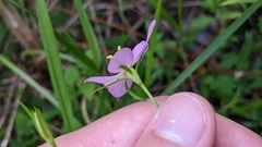 Sabatia campanulata