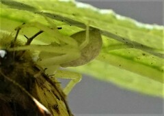 Misumessus oblongus