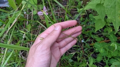 Sabatia campanulata