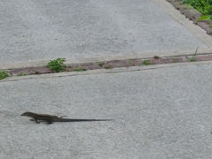 Pholidoscelis exsul