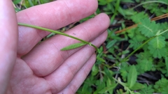Sabatia campanulata