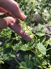 Fallopia convolvulus