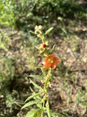 Sphaeralcea angustifolia