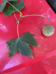 Platanus
