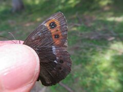 Erebia ligea