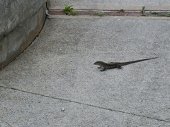Pholidoscelis exsul