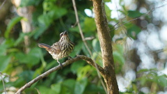 Myiodynastes maculatus