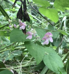 Phaseolus polystachios