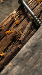 Dacrymyces spathularia