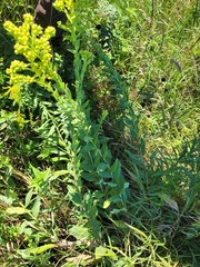 Solidago rigida