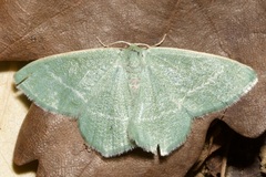 Chlorissa viridata