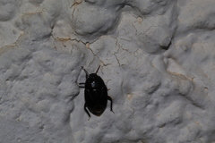 Macroscytus brunneus