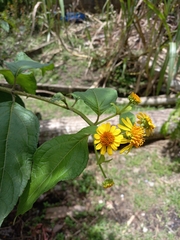 Tilesia baccata