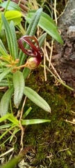Ceropegia jainii