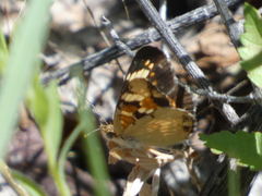 Phyciodes picta