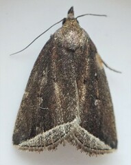 Capis curvata