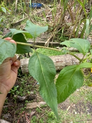 Tilesia baccata